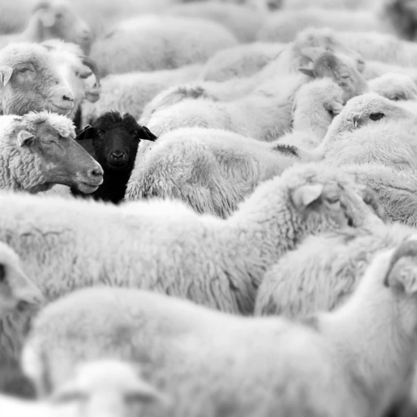 Black sheep