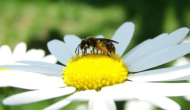 Bee on flower