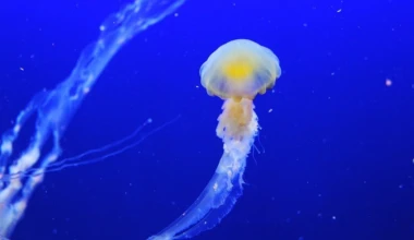 Jellyfish 257860 960 720 002