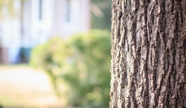 Pexels michael morse 1481451