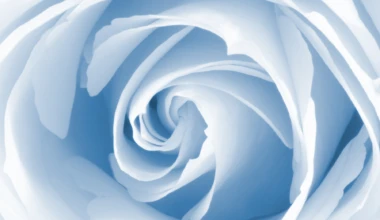 Stockvault high key rose133106